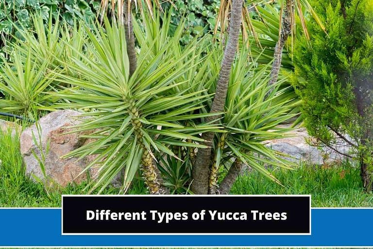 Different Types of Yucca Trees
