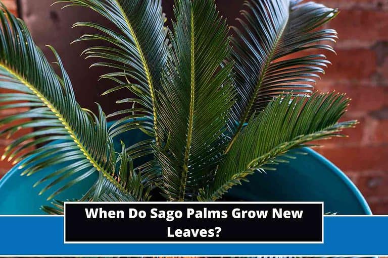 When Do Sago Palms Grow New Leaves