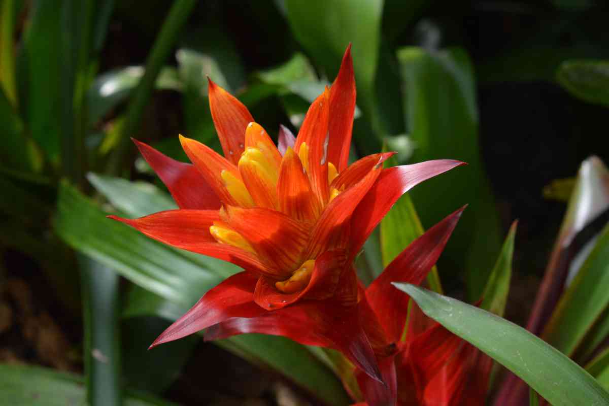 12 Types of Plants in the Rainforest (With Photos)