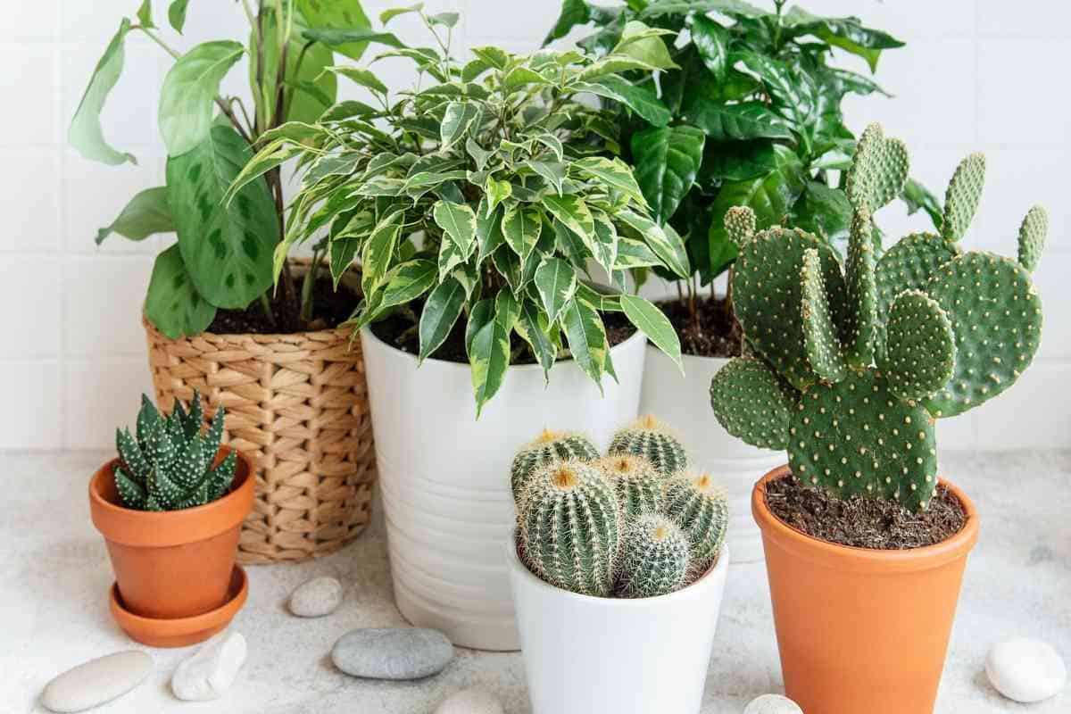 How To Arrange Potted Plants On A Patio (5 Key Steps)