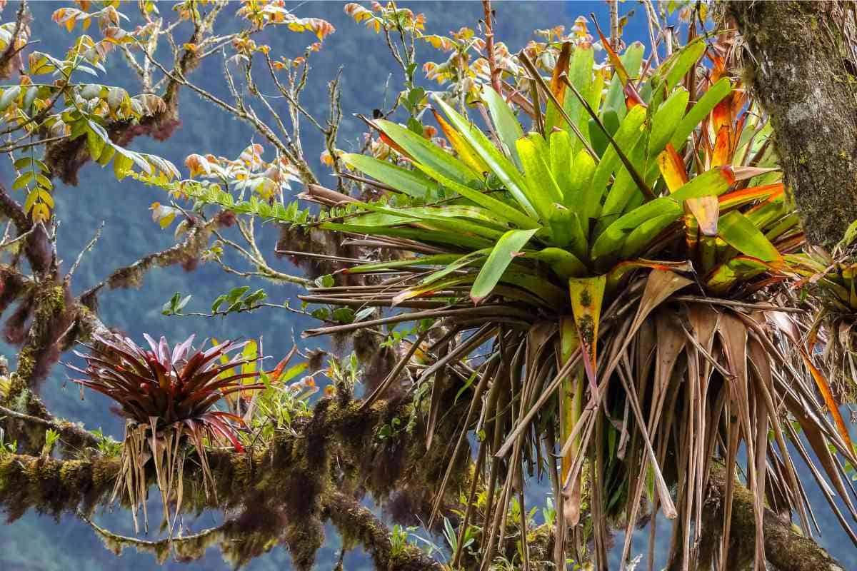 12 Types Of Plants In The Rainforest With Photos 