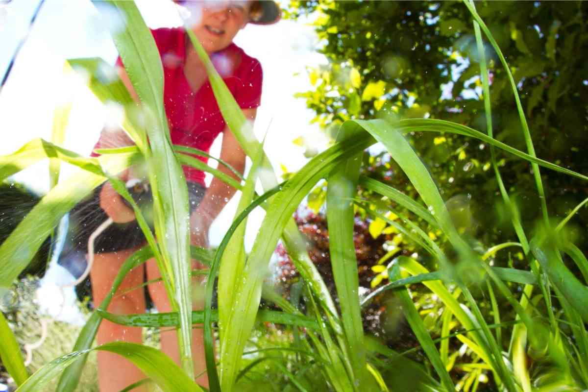 7 Best Weed Killer For Gravel Driveways