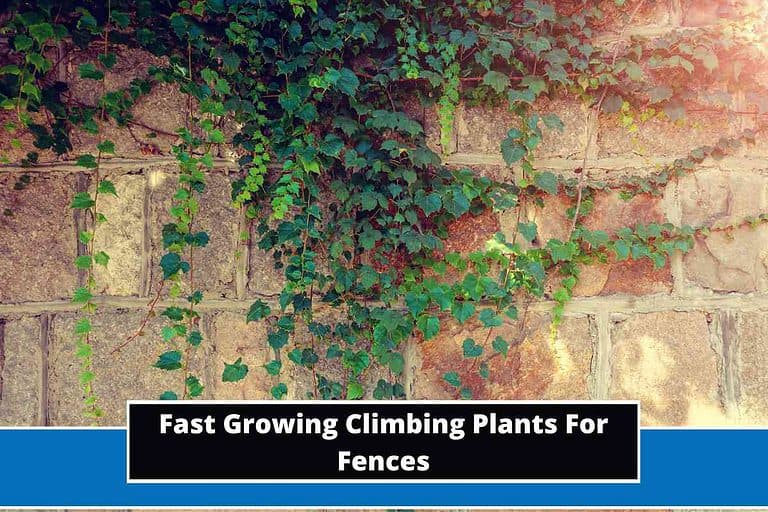 Fast Growing Climbing Plants For Fences