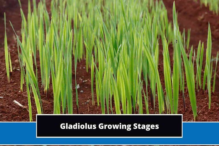 Gladiolus Growing Stages