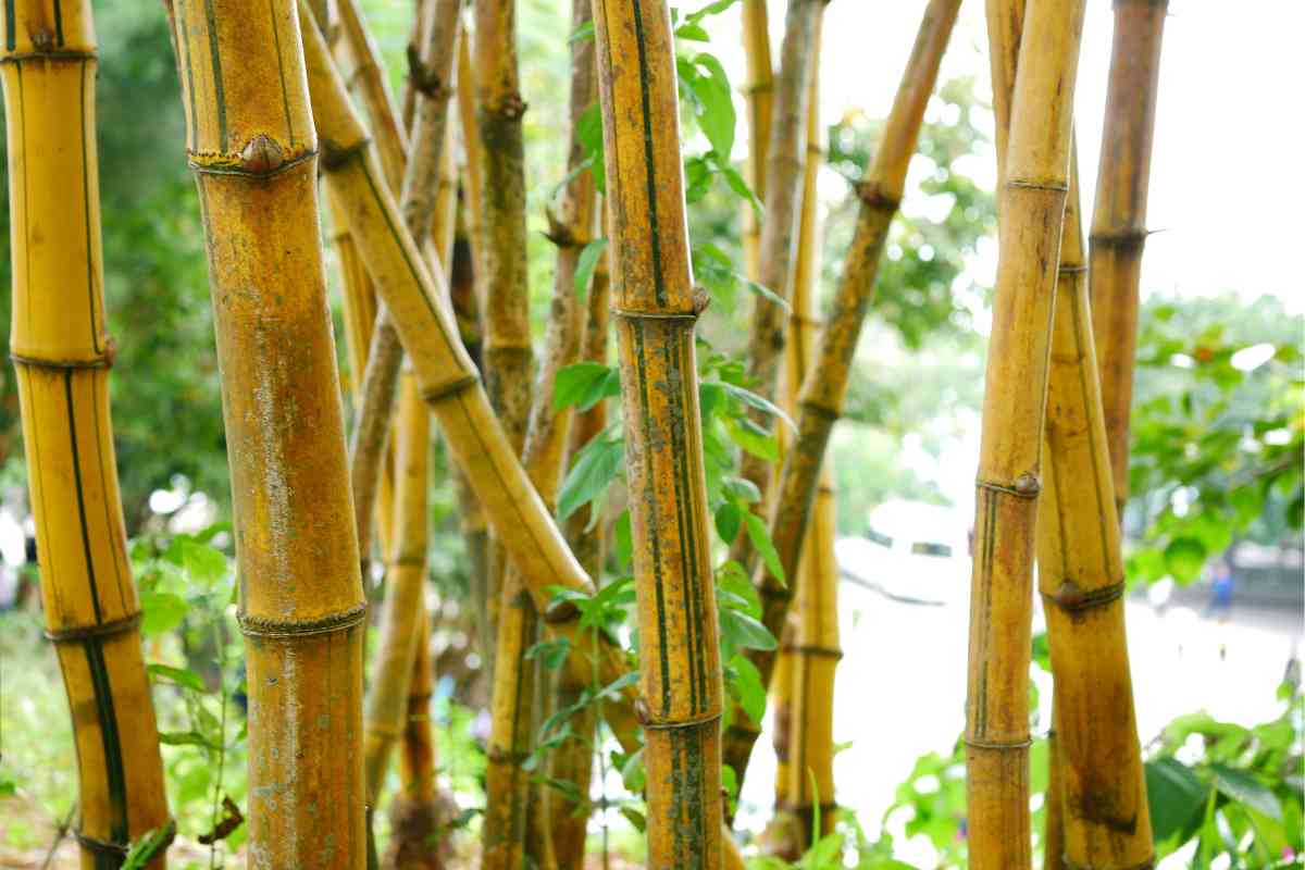 11 Different Types of Japanese Bamboo (With Photos)