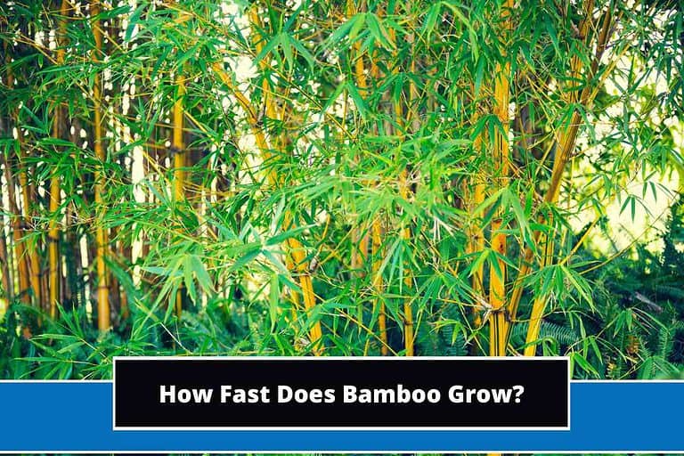 How Fast Does Bamboo Grow
