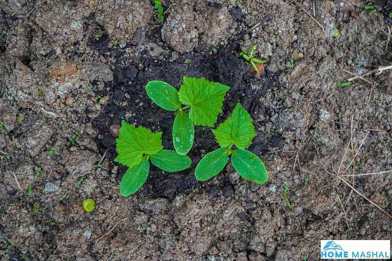 How Many Cucumber Seeds Per Hole