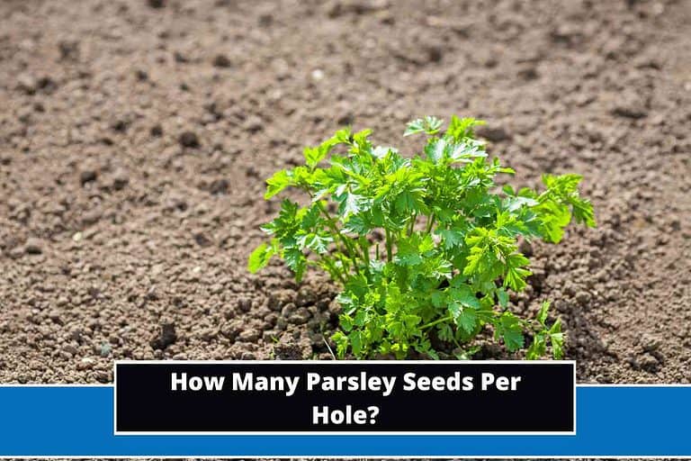 How Many Parsley Seeds Per Hole