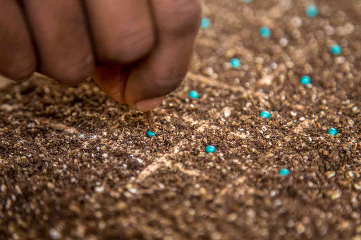 How Many Lettuce Seeds Per Hole? (Explained)