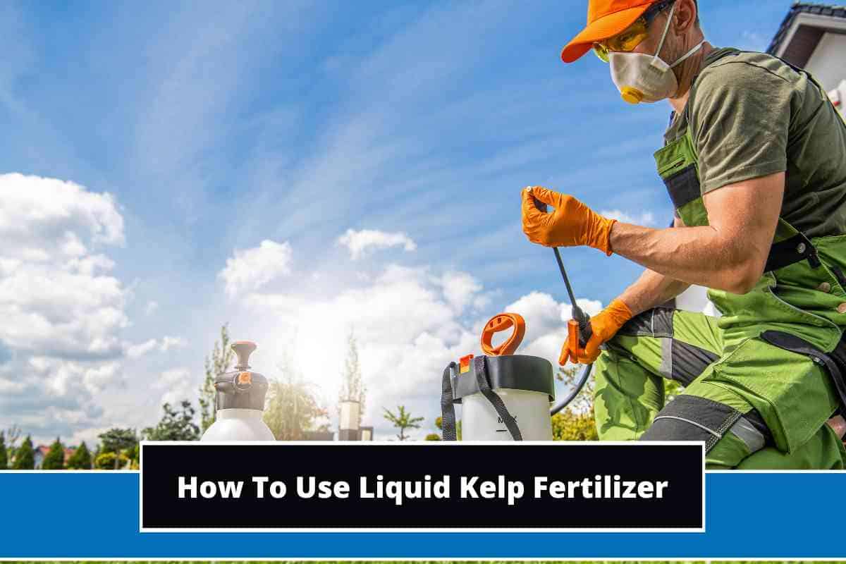 How To Use Liquid Kelp Fertilizer (Practical Steps)