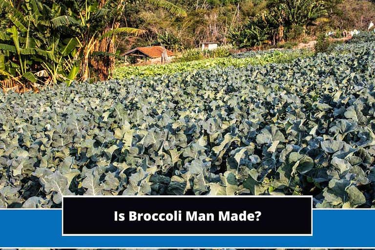 Is Broccoli Man Made