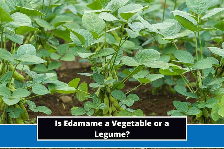 Is Edamame a Vegetable or a Legume