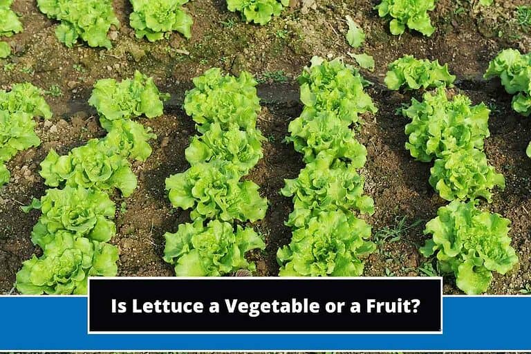 Is Lettuce A Vegetable