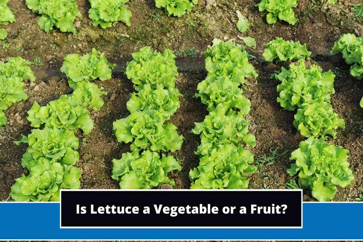Is Lettuce a Vegetable or a Fruit? (Detailed Answer)