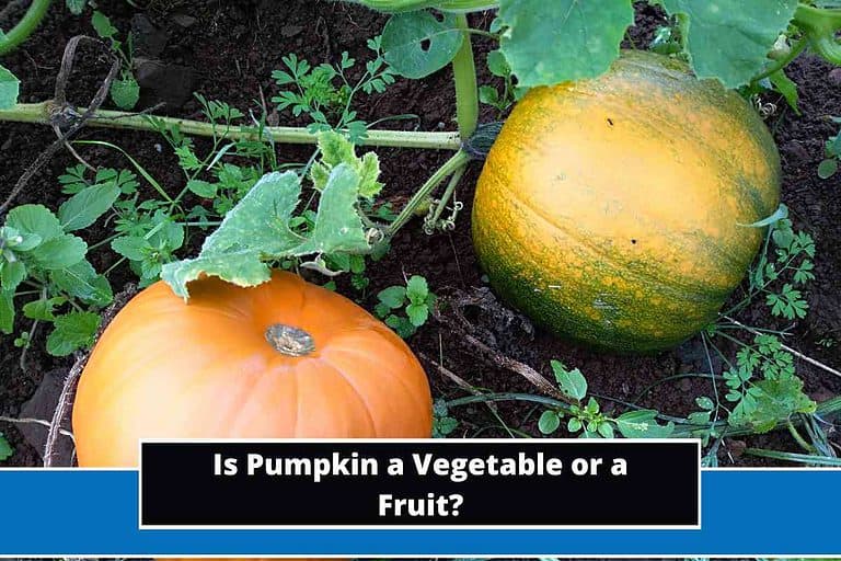Is Pumpkin a Vegetable