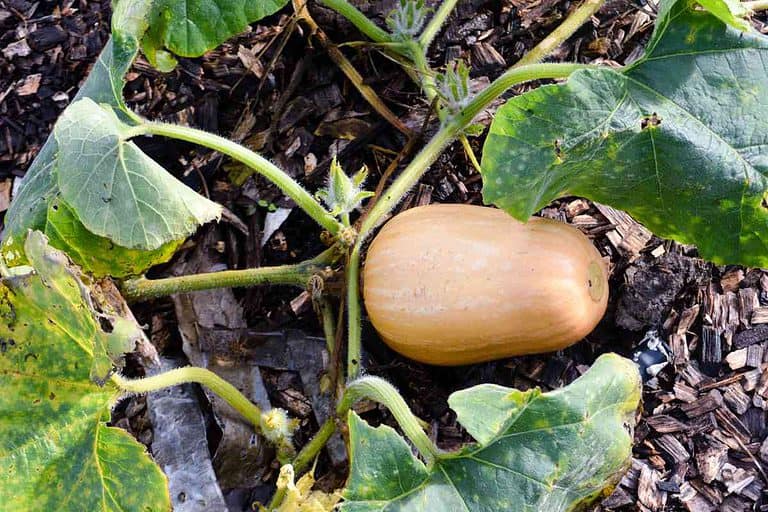 Is Squash a Vegetable or a Fruit