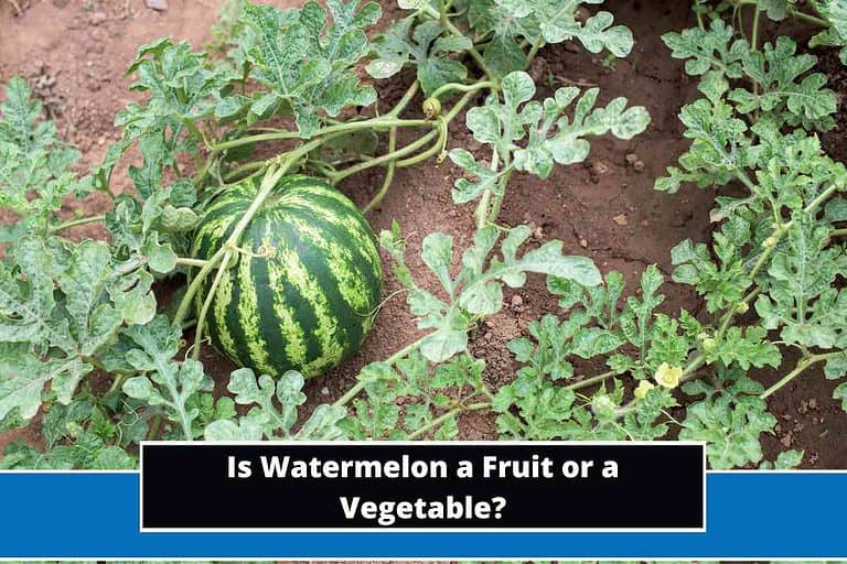 Is Watermelon a Fruit or a Vegetable