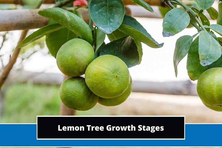 Lemon Tree Growth Stages