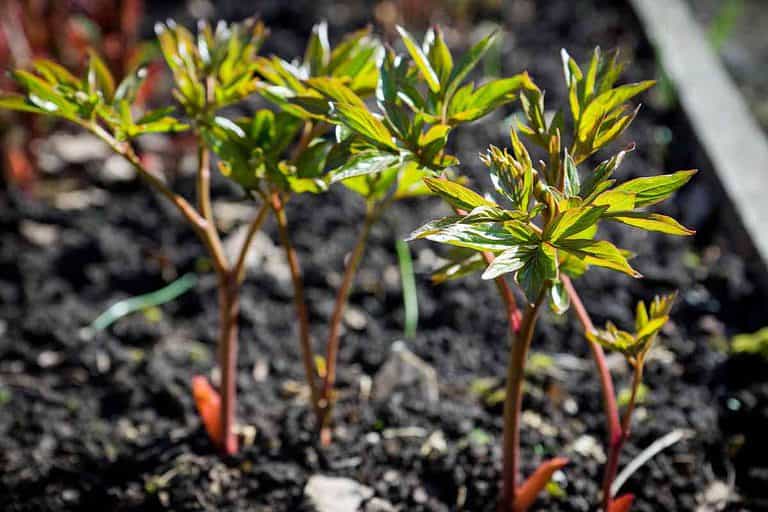 Peony Growth Stages