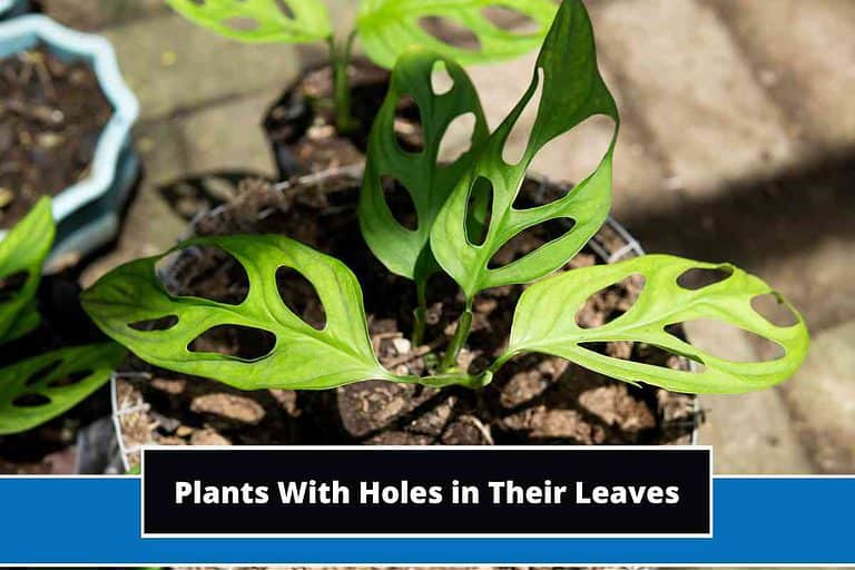 Plants With Holes in Their Leaves