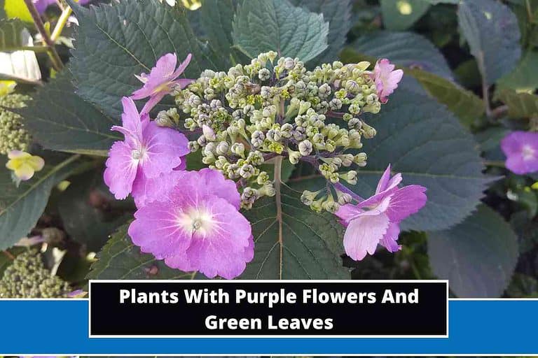 Plants With Purple Flowers And Green Leaves