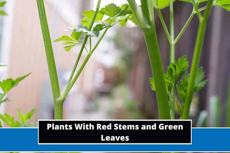 Plants With Red Stems and Green Leaves