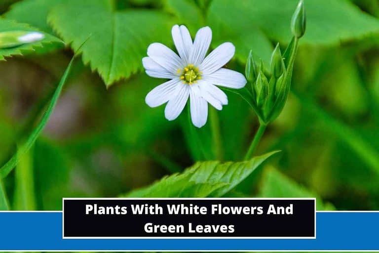 Plants With White Flowers And Green Leaves