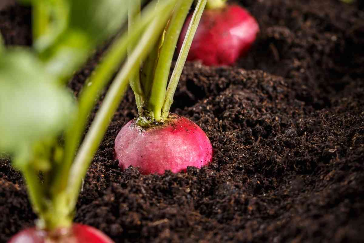 How Many Radish Seeds Per Hole? (Detailed Explanation)