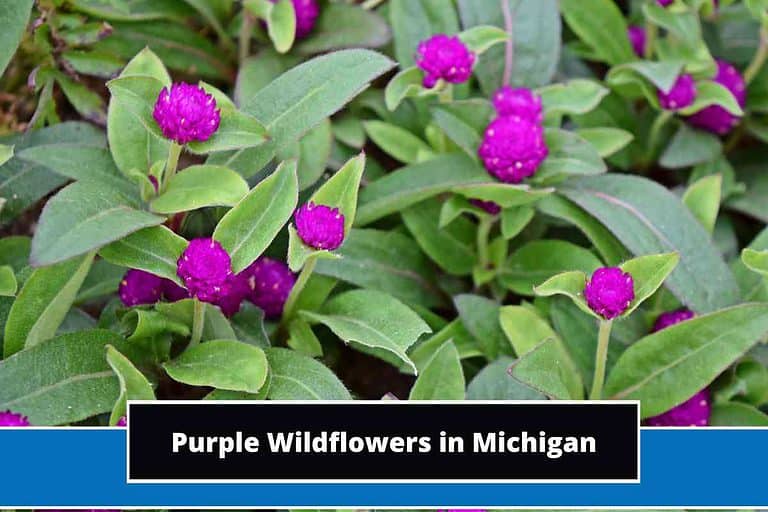 Purple Wildflowers in Michigan