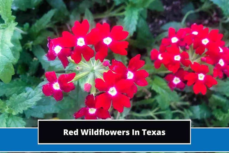 Red Wildflowers In Texas