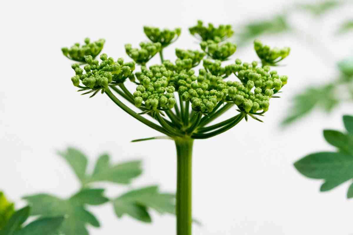 How Many Parsley Seeds Per Hole? (Explained)