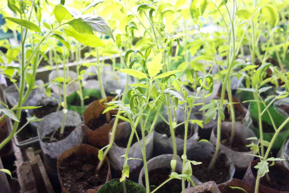 How Deep To Plant Tomato Seeds?