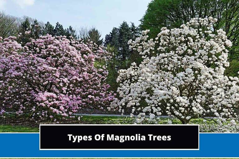 Types Of Magnolia Trees