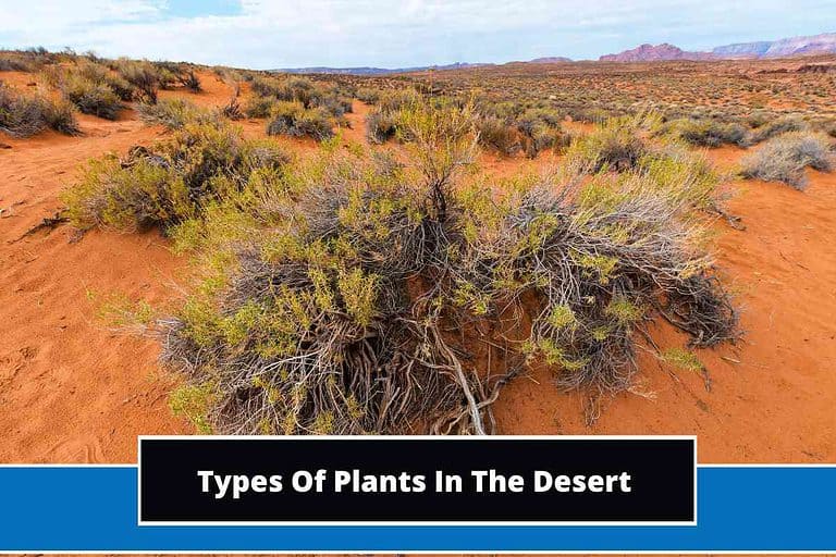 Types Of Plants In The Desert