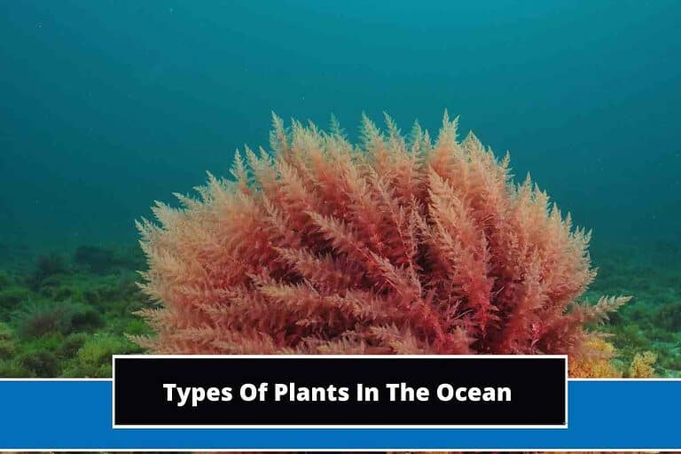 Types Of Plants In The Ocean