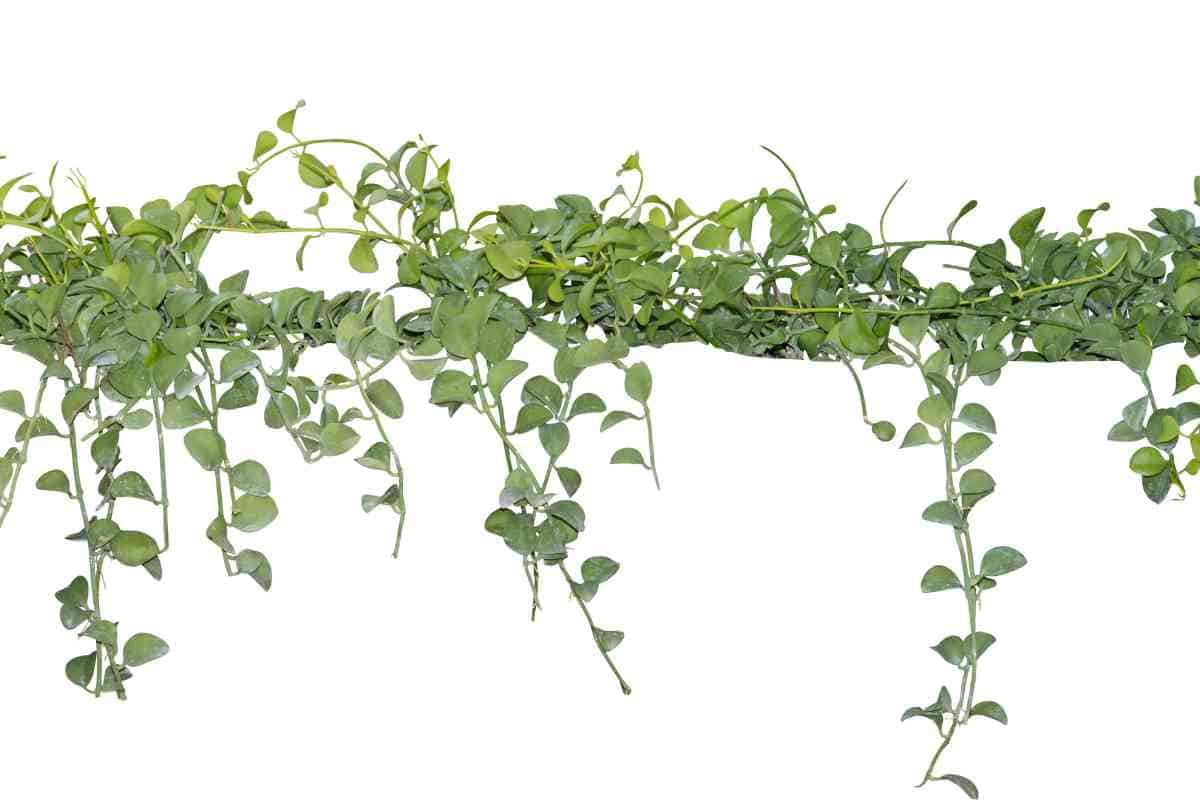 12 Types of Plants in the Rainforest (With Photos)