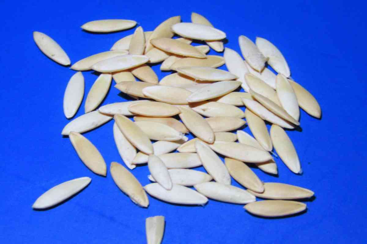 How Many Cucumber Seeds Per Hole? (Explained)