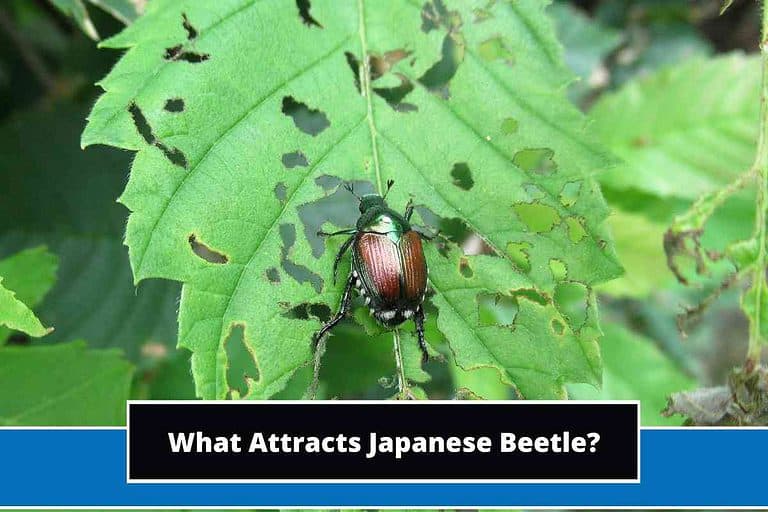 What Attracts Japanese Beetle