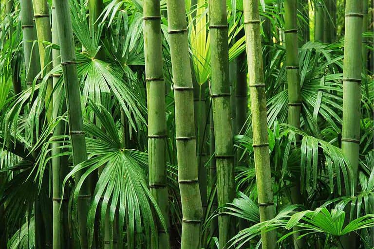 How Fast Does Bamboo Grow? (Bamboo Growth Rate Explained)