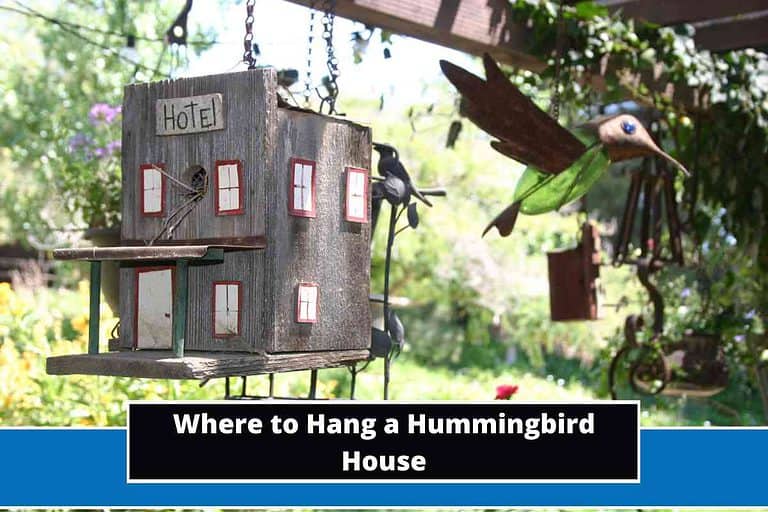 Where to Hang a Hummingbird House