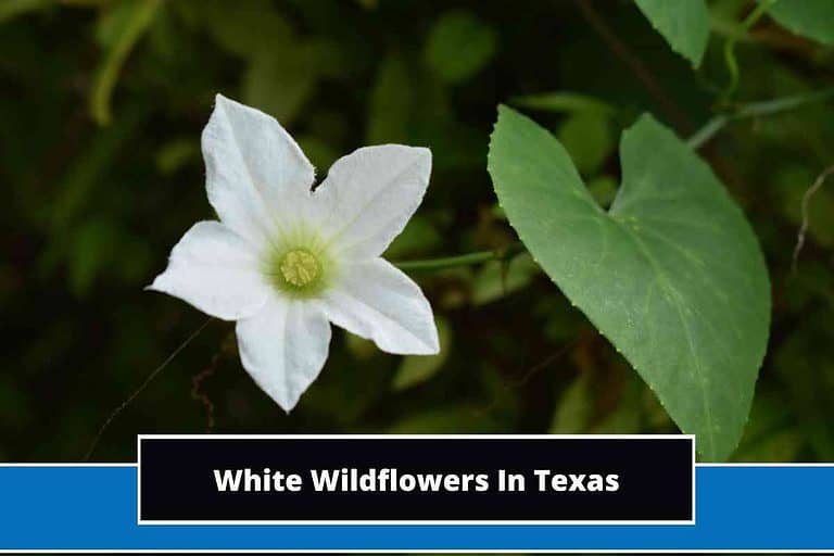 White Wildflowers In Texas