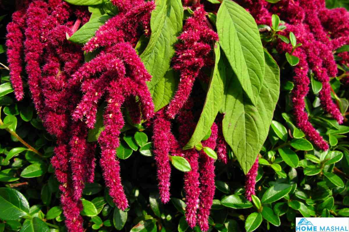 Top 8 Plants Suitable For Tall Narrow Pots (With Photos)