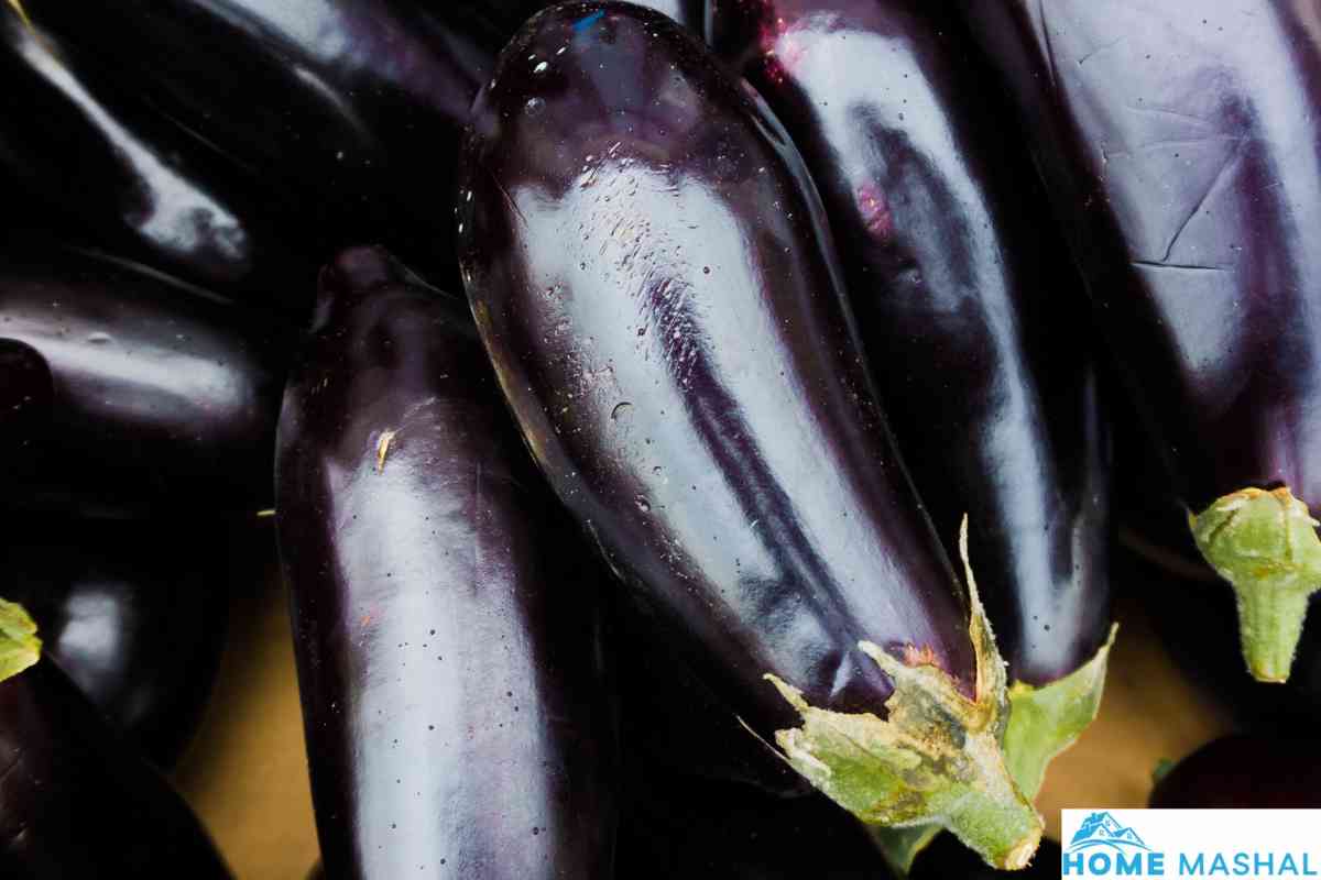 11 Best Chili Pepper Companion Plants