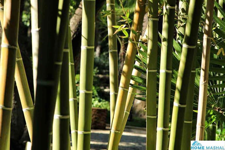 Top 8 Plants Suitable For Tall Narrow Pots (With Photos)