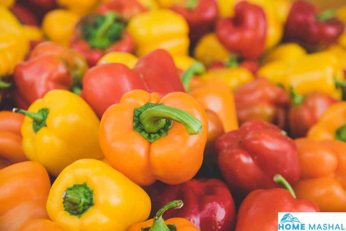11 Best Chili Pepper Companion Plants