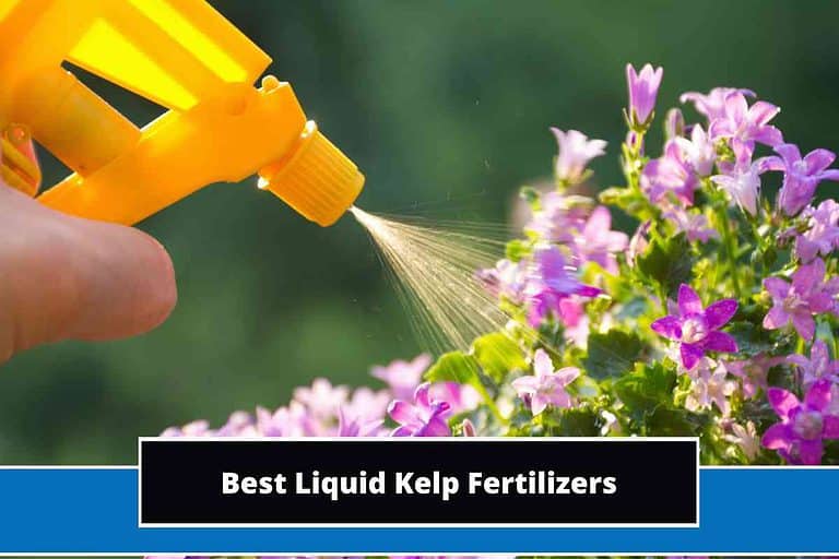 Best Liquid Kelp Fertilizers