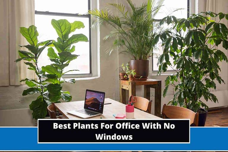 Best Plants For Office With No Windows