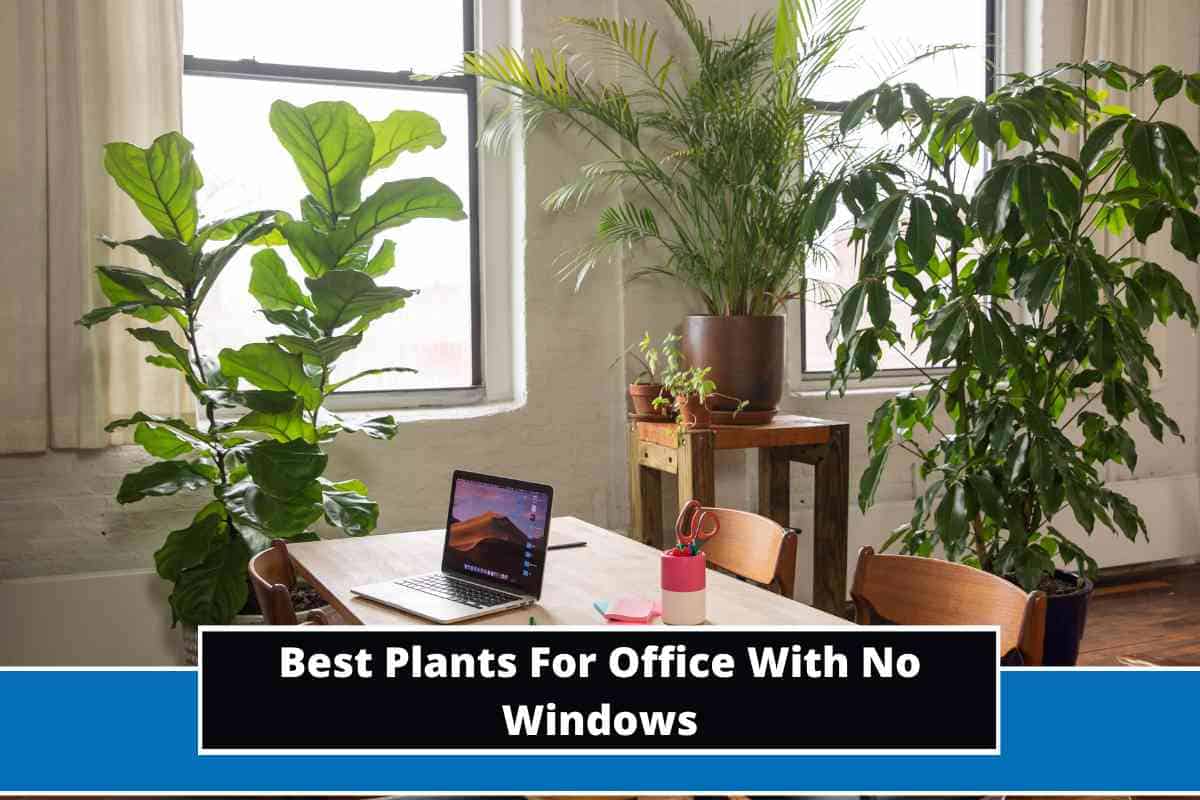 20 Best Plants For Office With No Windows (With Photos)