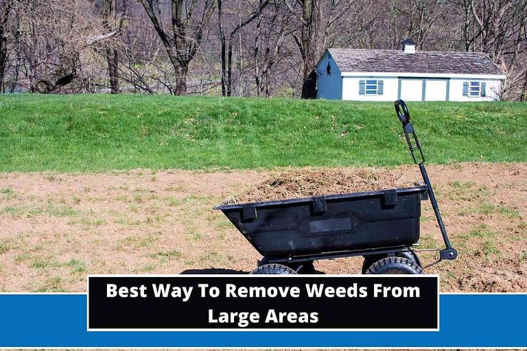 Best Way To Remove Weeds From Large Areas