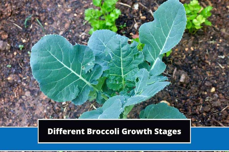 Broccoli Growth Stages